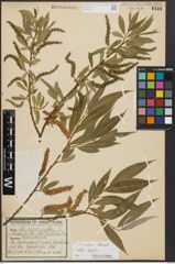 Foto von Salix alba L. x Salix fragilis L.